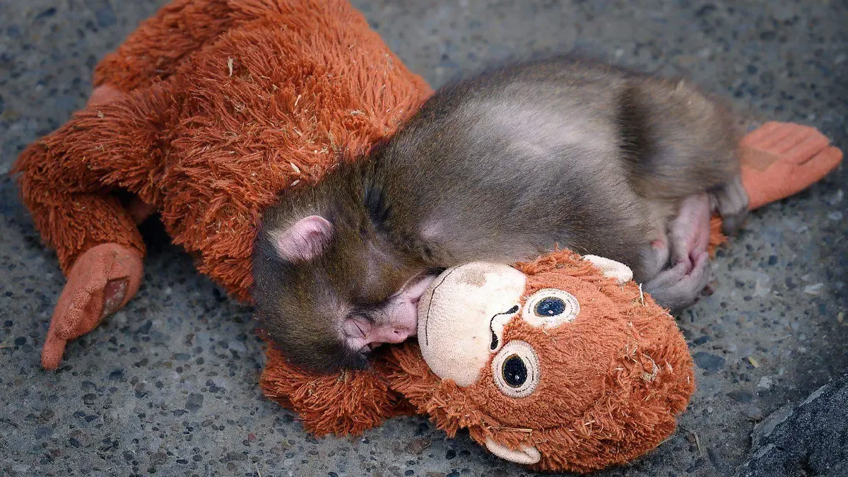 Punch, el macaco viral del peluche, cumple su primer año